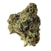 AK Choco Kush (Amsterdam Genetics) feminized