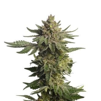 Green Magic (Amsterdam Genetics) Feminisiert