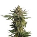 Green Magic (Amsterdam Genetics) Feminisiert