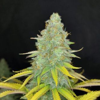 Choco Kush Auto (Amsterdam Genetics) feminized