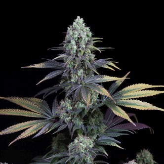 Dinamed CBD (Dinafem) Feminisiert