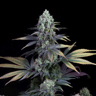 Dinamed CBD (Dinafem) feminized