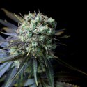 Dinamed CBD (Dinafem) feminized