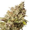 Royal Gorilla (Royal Queen Seeds) feminisiert