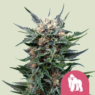 Royal Gorilla (Royal Queen Seeds) feminized