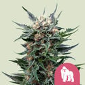 Royal Gorilla (Royal Queen Seeds) feminisiert