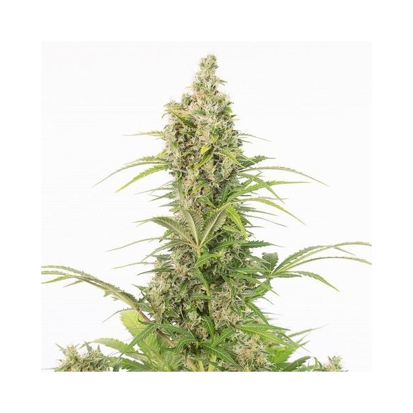 white widow auto cbd dinafem feminized zamnesia