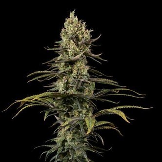 Early Amnesia CBD (Dinafem) feminisiert