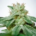 CBD Star (Ministry of Cannabis) feminized