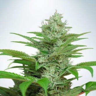 Auto CBD Star (Ministry of Cannabis) feminisiert