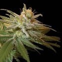 Kushberry (DNA Genetics) feminisiert