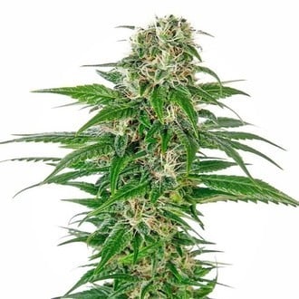 Early Skunk Automatic (Sensi Seeds) feminisiert