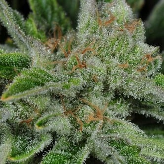 Ghost Train Haze 1 (Rare Dankness) feminized/regular