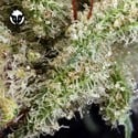 Ghost Train Haze 1 (Rare Dankness)