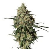 Orinoco (OR-1) (Medical Marijuana Genetics) feminized