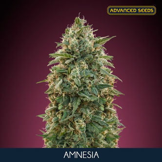 Amnesia (Advanced Seeds) Feminisiert