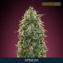 Amnesia (Advanced Seeds) Feminisiert