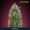 Amnesia (Advanced Seeds) feminized