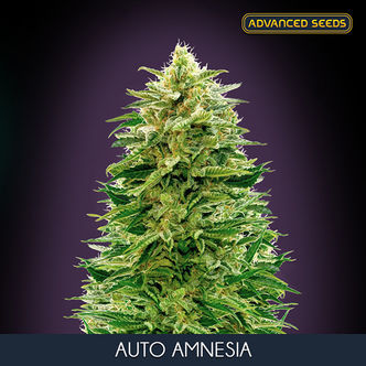 Auto Amnesia (Advanced Seeds) feminized