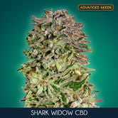 Shark Widow CBD (Advanced Seeds) feminisiert