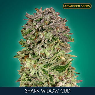 Shark Widow CBD (Advanced Seeds) feminized