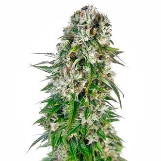 Big Bud Automatic (Sensi Seeds) Feminisiert