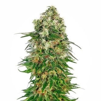 Shiva Skunk Automatic (Sensi Seeds) feminisiert