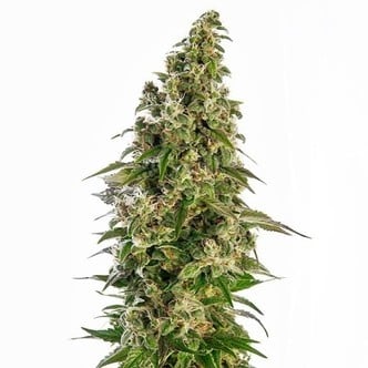 Afghani 1 Automatic (Sensi Seeds) feminisiert