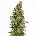 Afghani 1 Automatic (Sensi Seeds) feminisiert