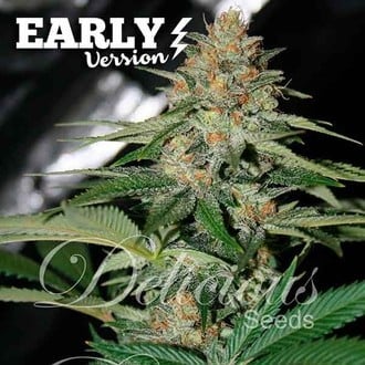 Delicious Candy Early Version (Delicious Seeds) feminisert