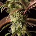 Remo Chemo (Dinafem) feminized