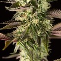 Remo Chemo (Dinafem) feminized