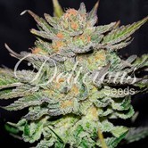 Auto Blue Ace CBD (Delicious Seeds) feminized