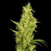 Sunshine (House Of The Great Gardener) feminized