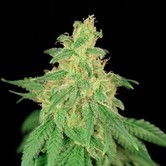 CBD Ren&eacute; (House Of The Great Gardener) feminized