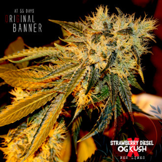 Original Bruce Banner (Dark Horse Genetics) Regulär