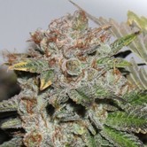 Hulk Smash (Dark Horse Genetics) Regular