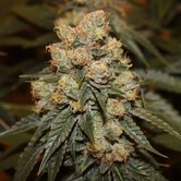 Gamma Berry (Dark Horse Genetics) Regular