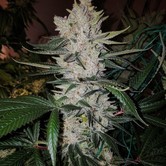 Original Gorilla Glue 4 S1 (Dark Horse Genetics) feminized