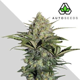 GG#4 Auto (Auto Seeds) feminisiert