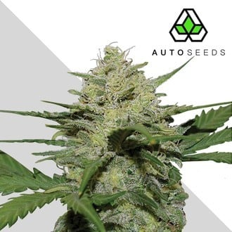 Girl Scout Cookies (Auto Seeds) feminisiert