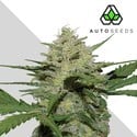 Girl Scout Cookies (Auto Seeds) feminisiert