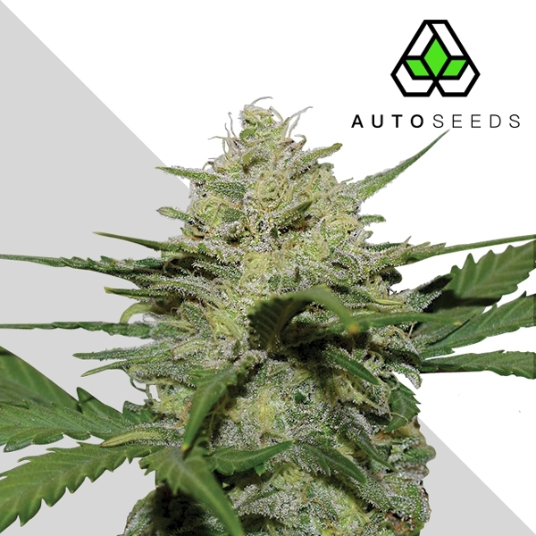 Girlscout Cookies Auto (Nirvana Seeds)
