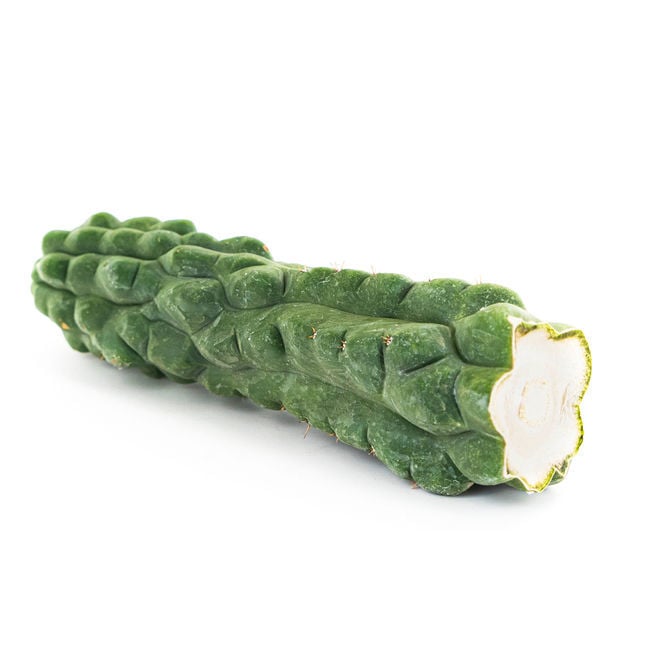 San Pedro (Echinopsis pachanoi) 'Monstrose' Zamnesia