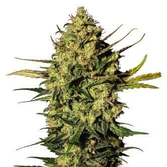 Master Kush Automatic (White Label) Feminized