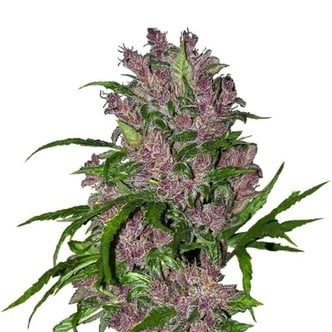 Purple Bud Automatic (White Label) feminisiert