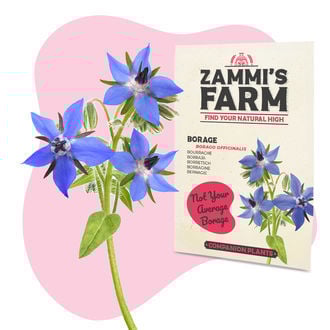 Buddy Mix Pack NUTRIENT