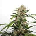 Auto Orange Bud (Dutch Passion) feminized