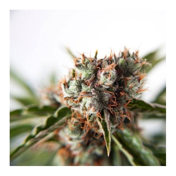 Orange Bud Feminisierte Marihuana Samen, Cannabis samen feminisierte