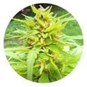 Golden Cannary (Top Tao Seeds) regulär